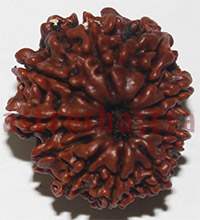 11 mukhi 2791 25mm